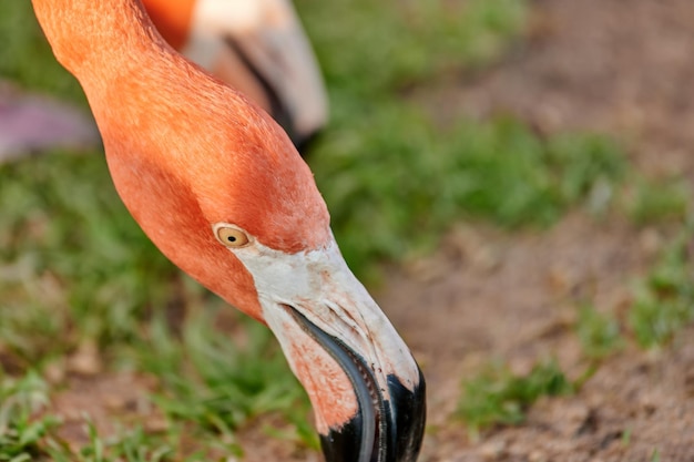 Close-up do pescoço e cabeça de um flamingo do Caribe durante a alimentação