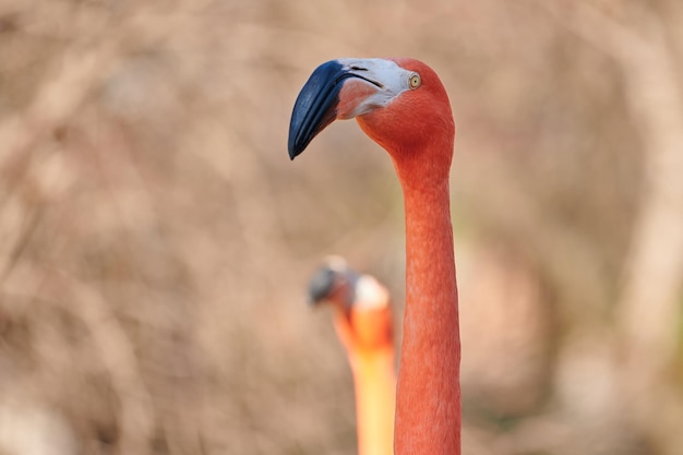 Close-up do pescoço e cabeça de um flamingo do Caribe
