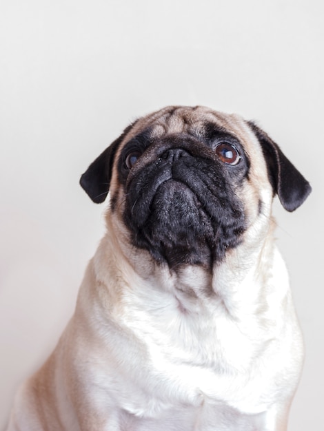 Close-up do pug do cão com os olhos marrons tristes que olham acima. retrato em fundo branco