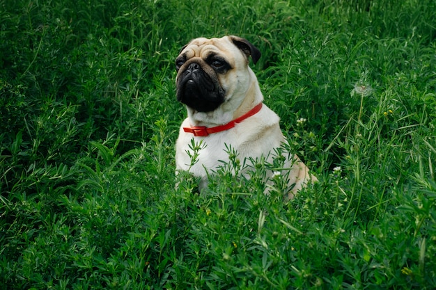 Close-up do Pug na grama verde no jardim.