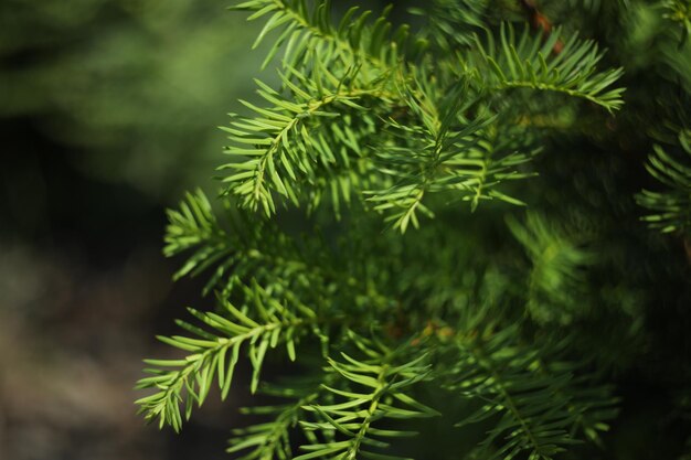 close-up do ramo de Taxus baccata