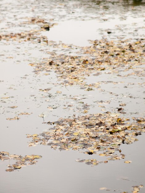 Foto close-up do reflexo no lago