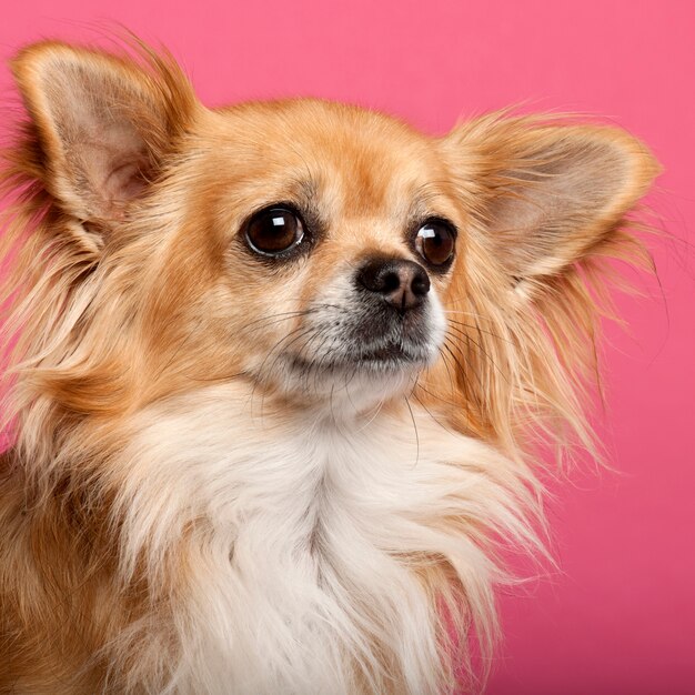 Close-up do retrato de cachorro chihuahua