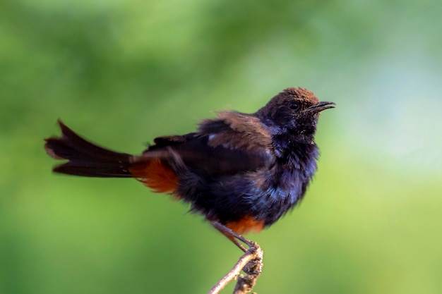 close-up do robin indiano O robin indígena é uma espécie de pássaro passerine da família Muscicapidae