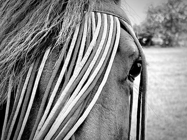 Foto close-up do rosto do cavalo focar em um olho em foto em preto e branco