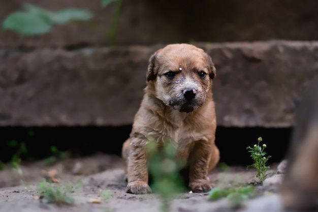 Close-up do rosto do filhote de cachorro sujo no leite