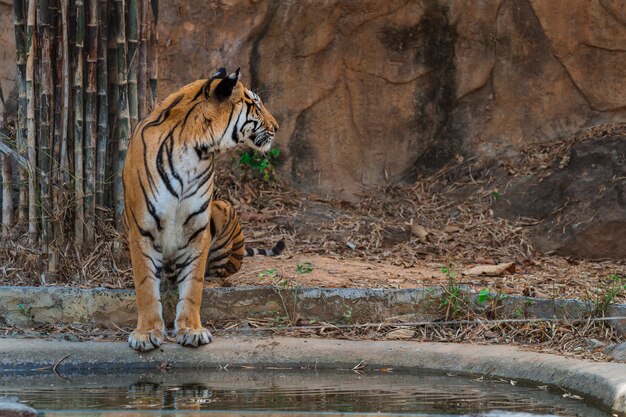 Close-up do tigre de bengala no zoológico