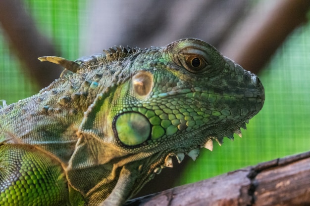 Close up do tiro da cabeça camaleão verde