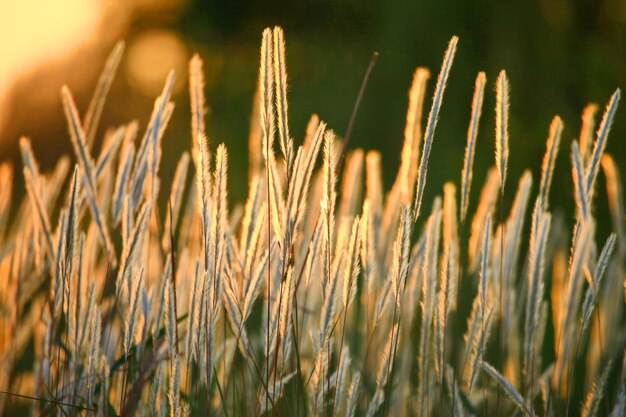 Close-up do trigo crescendo no campo