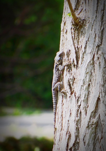 Foto close-up do tronco da árvore