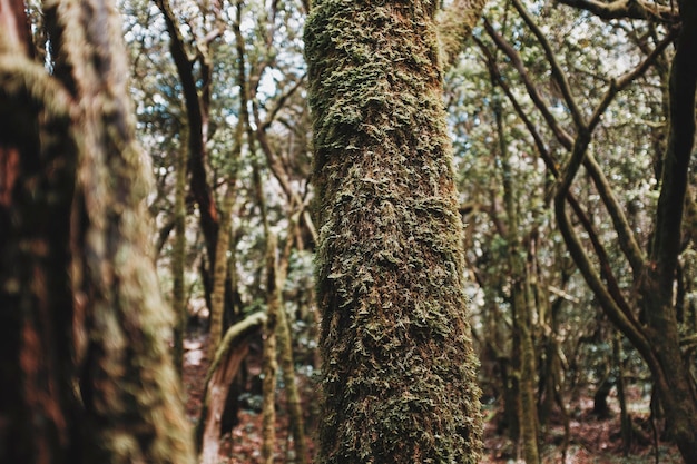 Close-up do tronco na floresta natural selvagem profunda com almíscar nele Conceito de meio ambiente e proteção do planeta terra no parque nacional ao ar livre natural Ambiente verde e bosques