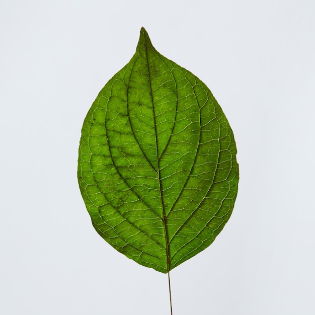 Close up do verso de uma folha verde com um padrão de veias apresentado em um fundo cinza com espaço de cópia. Fundo natural. Vista do topo