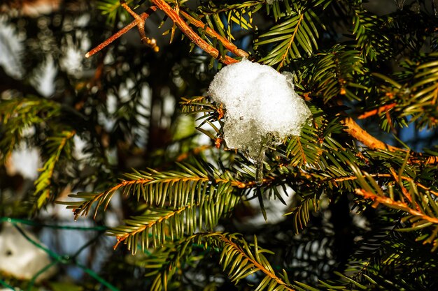 Close-up do Yew Taxus baccata Fastigiata Aurea Yew inglês coberto de neve branca e fofa