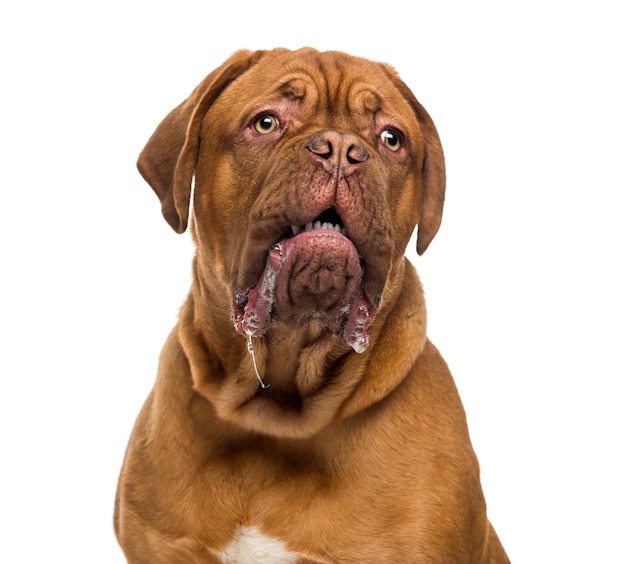 Close-up de un Dogo de Burdeos babeando