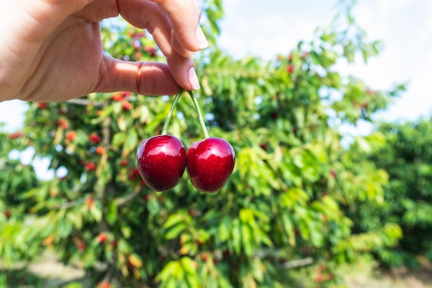 Close-up de dos cerezas por mano de mujer