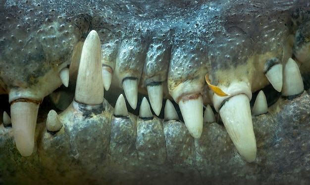 Close-up dos dentes de crocodilo.