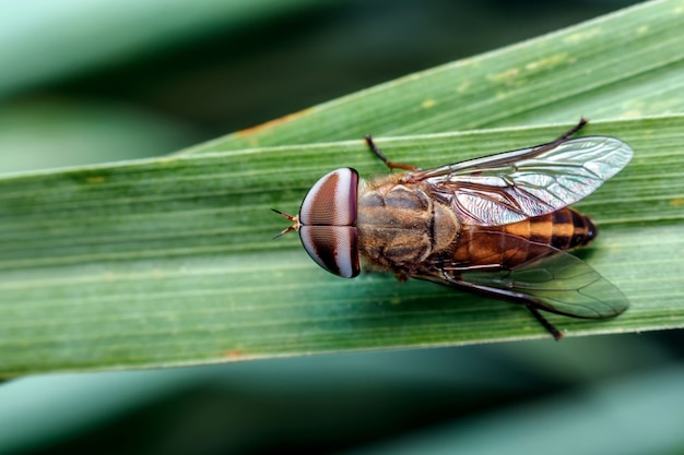 Close-up de un drone volar sobre una hoja