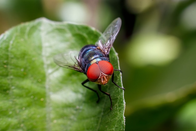 Close-up de un drone volar sobre una hoja