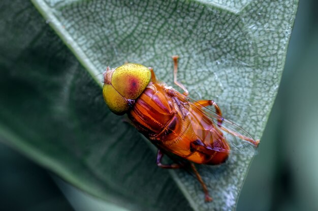 Close-up de un drone volar sobre una hoja