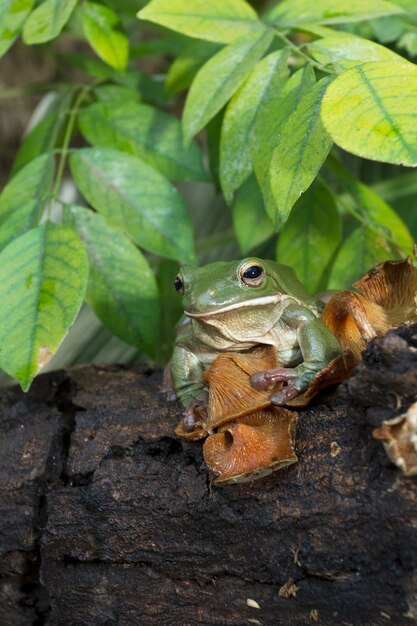 Close-up Dumpy rana arbórea verde