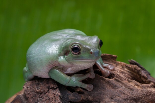 Close-up Dumpy rana arbórea verde