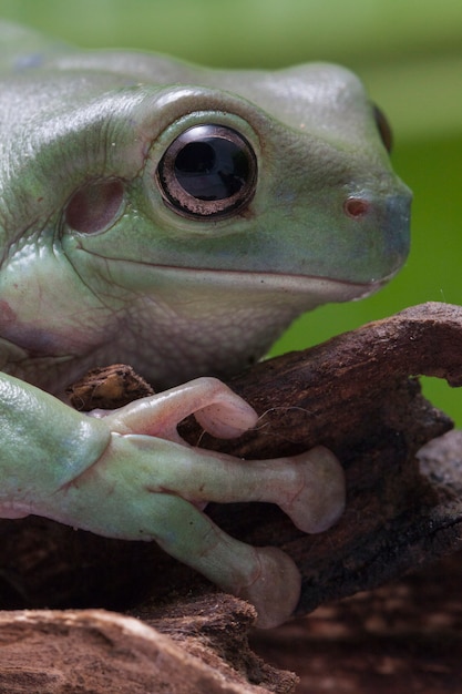 Close-up Dumpy rana arbórea verde