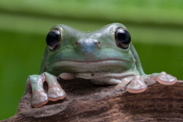 Close-up Dumpy rana arbórea verde