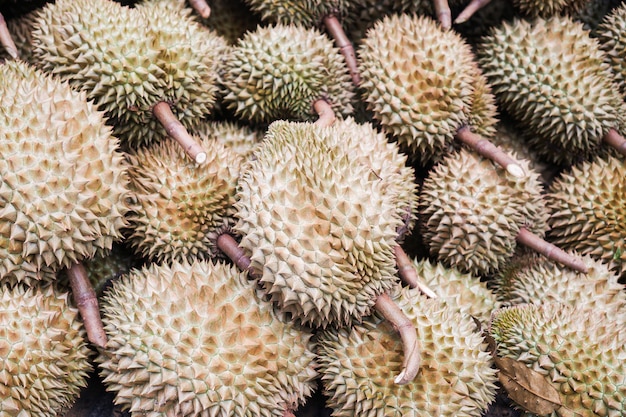 Close up durians Rei da fruta