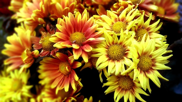 Close up e corte de flores de calêndula gigante em floricultura