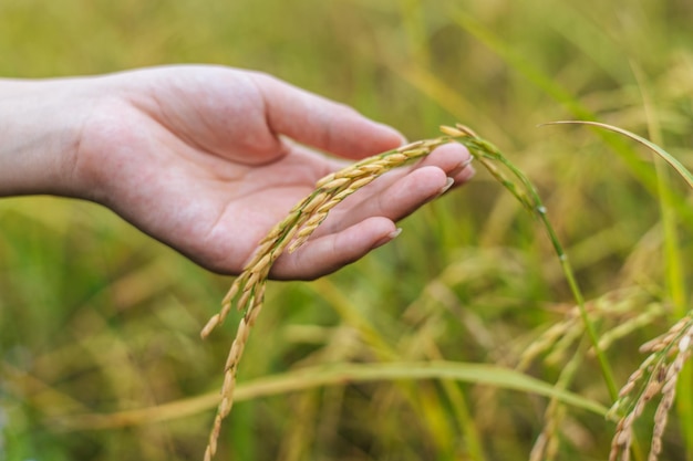 Close up e foco seletivo da mão da bela jovem agricultora asiática segurando arroz maduro em um campo de arroz orgânico