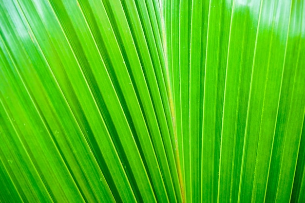 Close up e fundo em folha de palmeira da colheita e textura na cor verde-clara.