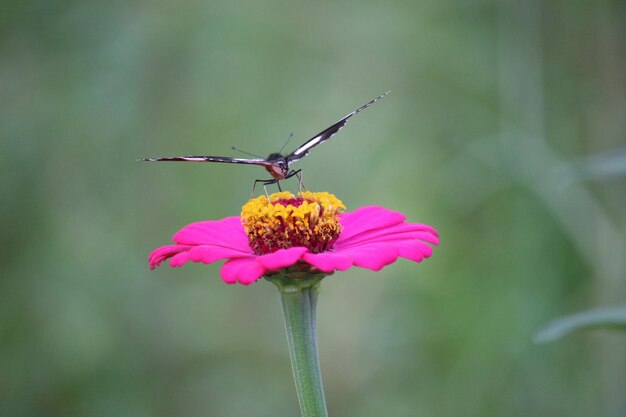 Close-up eines schwarz-weißen Schmetterlings, der Honigsaft von einer rosa Papierblume saugt