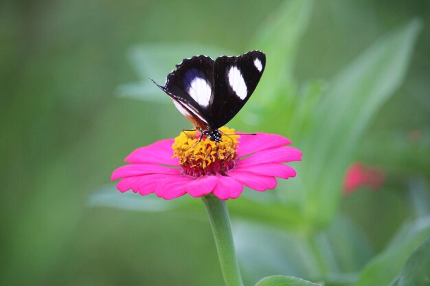 Foto close-up eines schwarz-weißen schmetterlings, der honigsaft von einer rosa papierblume saugt