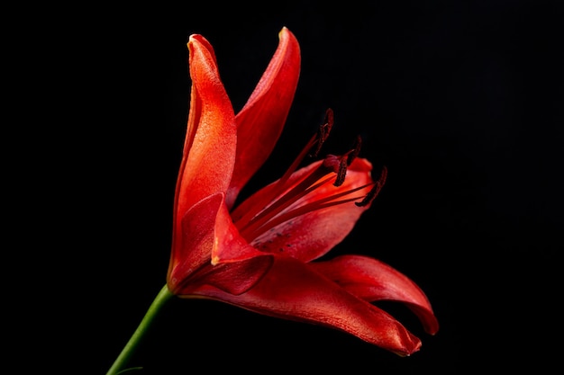 Close-up elegante lírio vermelho sobre um fundo preto escuro. uma foto minimalista para um pôster.