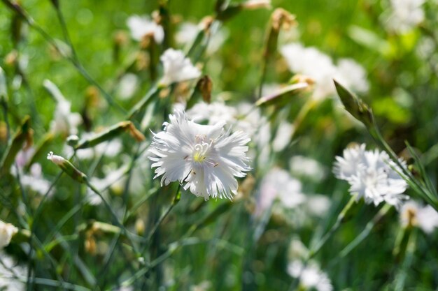 Close-up em alto ângulo de dianthus plumarius crescendo no parque