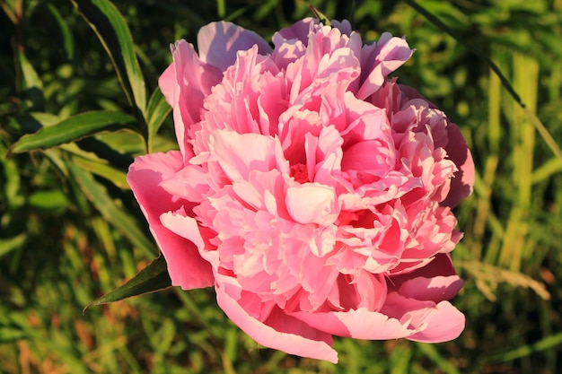 Close up em botão de flor de peônia rosa