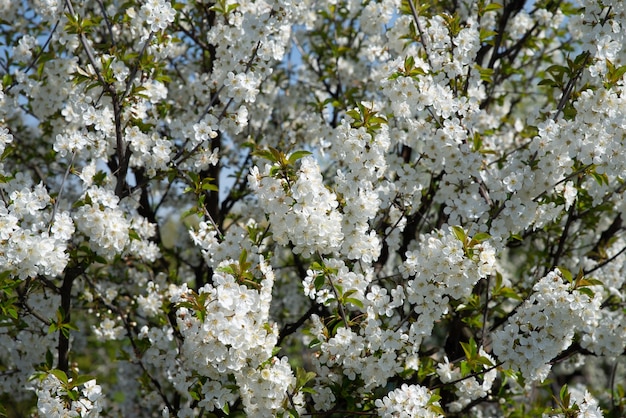 Close-up em branco florescendo na primavera