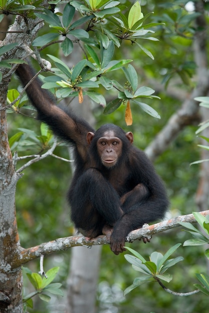 Close-up em chimpanzé em galhos de mangue