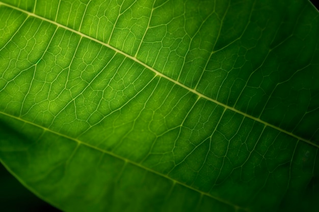 Close-up em fundo de folha verde gera ai