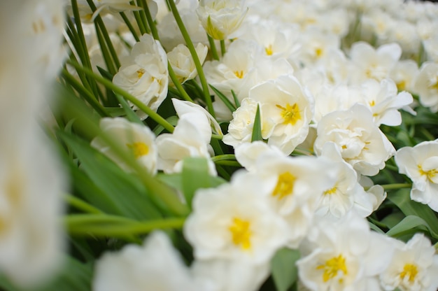 Close-up em lindas tulipas florescendo