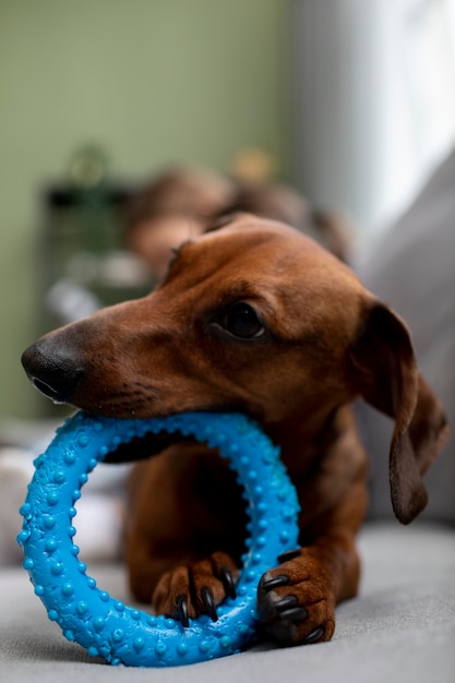 Foto close-up em lindo cachorro bassê com brinquedo para mastigar