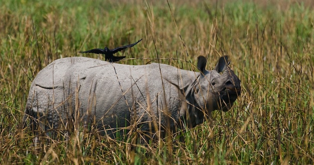 Close-up em lindo rinoceronte na natureza