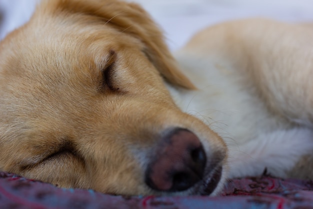 Close-up em marrom-claro cão golden retriever dormindo retrato de animal de estimação descansando na cama de casa