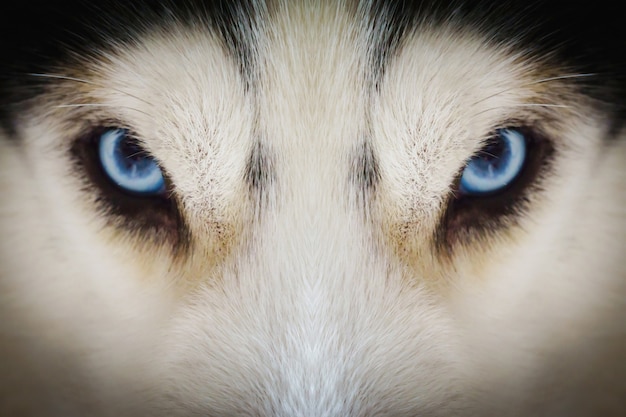 Close-up em olhos azuis de um cão husky com vinheta