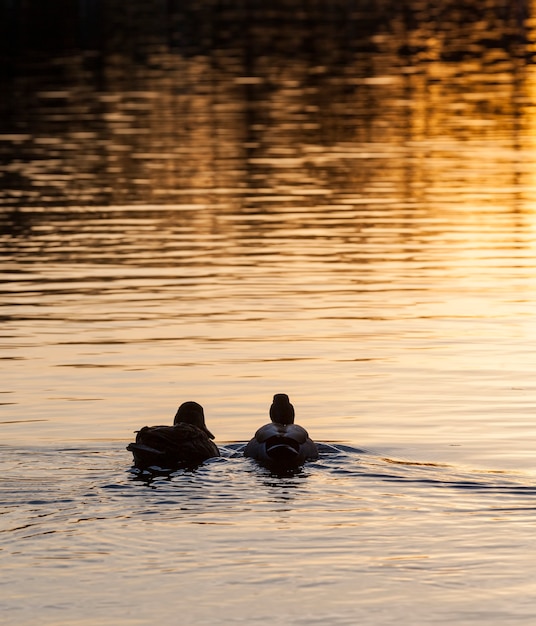 Close-up em patos selvagens