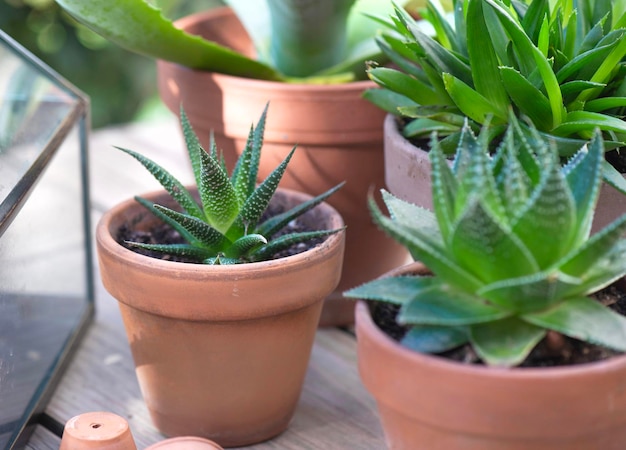 Foto close-up em planta suculenta em vasos de flores com com outros em mesa de madeira