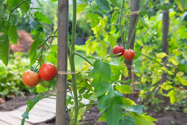 close-up em tomates vermelhos amadurecendo em um jardim de legumes ligado a um guardião em folhagem verdex9