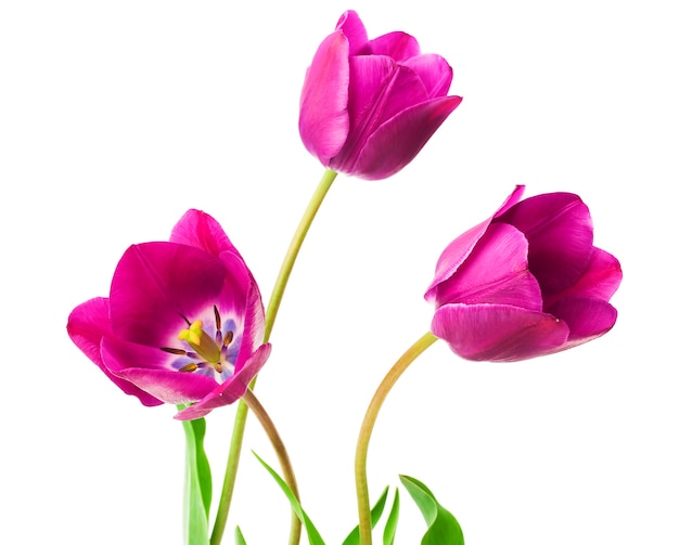 Close-up em tulipas roxas isoladas