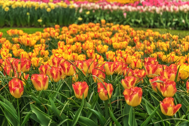 Close-up em um lindo fundo de flores de tulipa