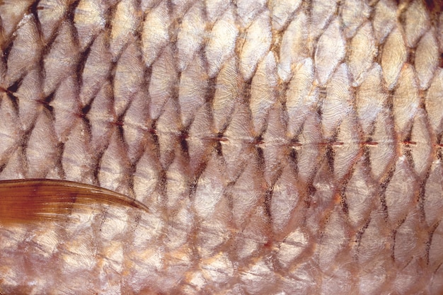 Close-up de escamas de carpa, textura de peces de agua dulce